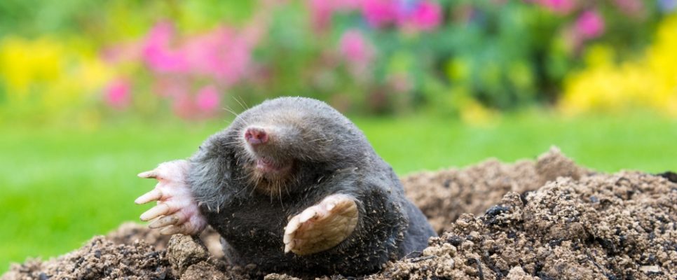 European,Mole,Crawling,Out,Of,Molehill,Above,Ground,,Showing,Strong